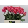 Dahlia Pink Runner