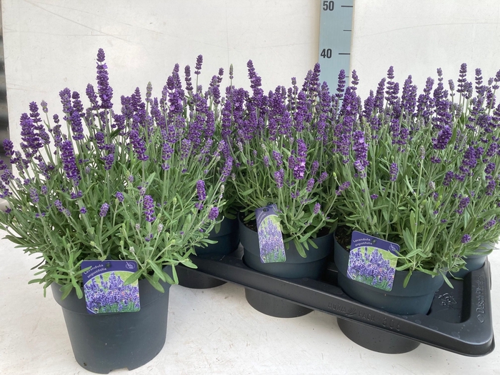 <h4>LAVAN ANGUSTIFOLIA</h4>