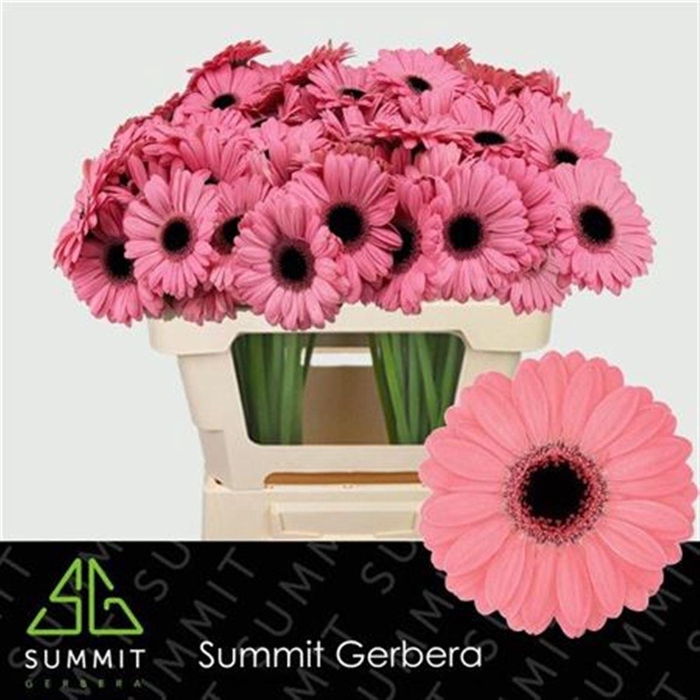 <h4>Ge Mi Jolie</h4>