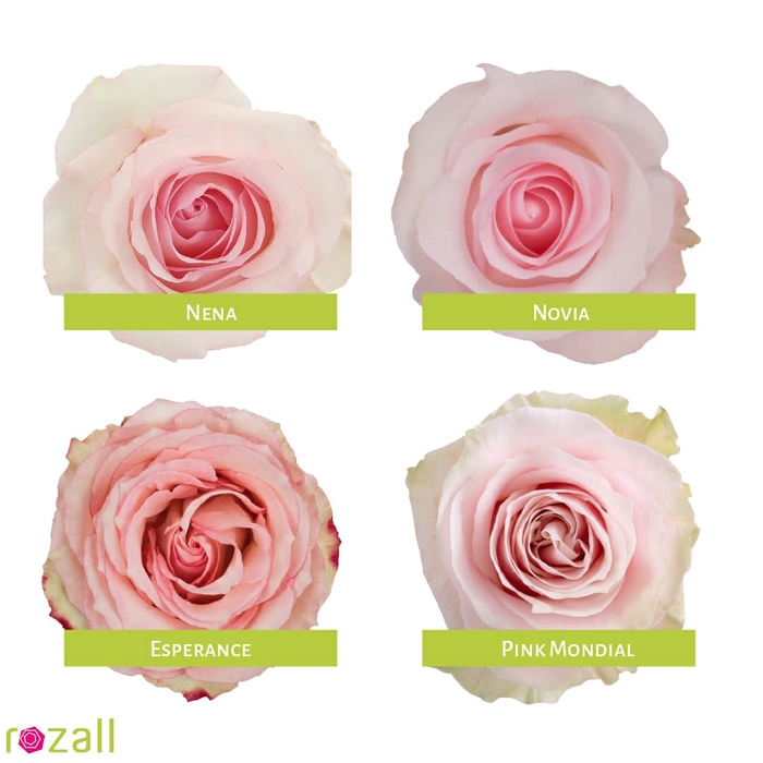 <h4>Colis Roses Pink 50cm EC x 100 Tiges</h4>