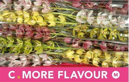 <h4>Cymb Mi Gem</h4>