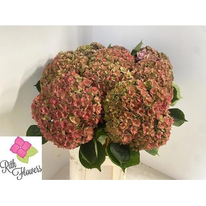 HYDR M ROYAL KISS CL