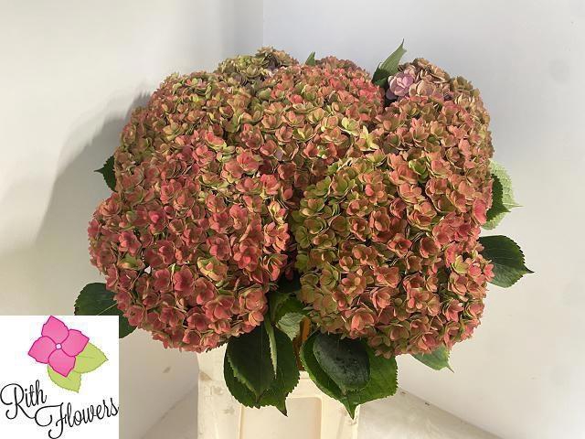 <h4>HYDR M ROYAL KISS CL</h4>