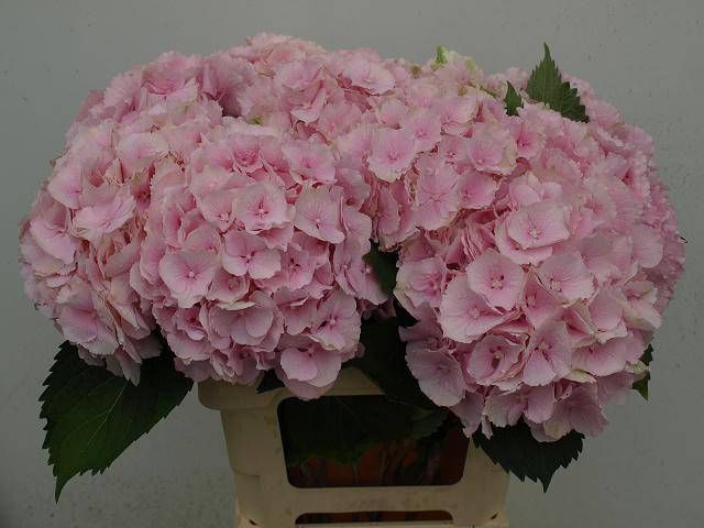 <h4>HYDR M CH VERENA</h4>