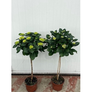 Hydrangea stam mix pot 19 cm rijp 2
