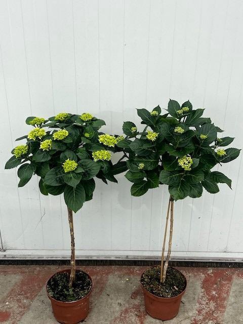 <h4>Hydrangea stam mix pot 19 cm rijp 2</h4>