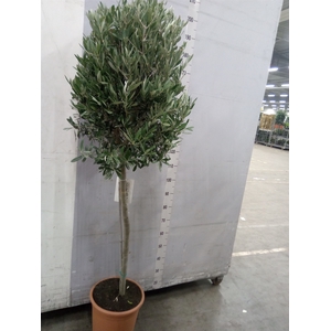 Olea europaea