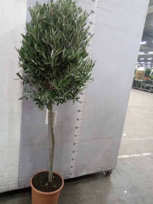 <h4>Olea europaea</h4>