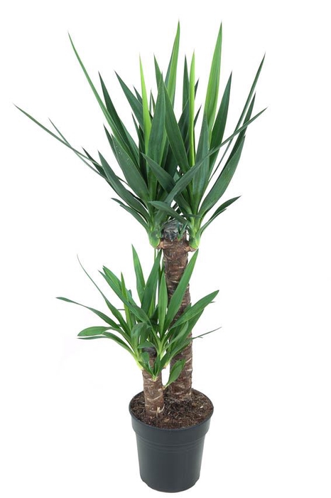 Yucca