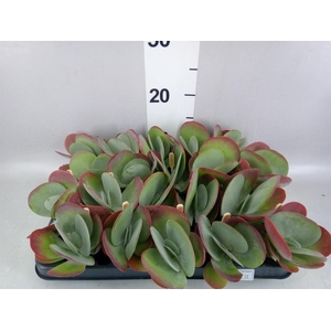 Kalanchoe NF thyrsiflora