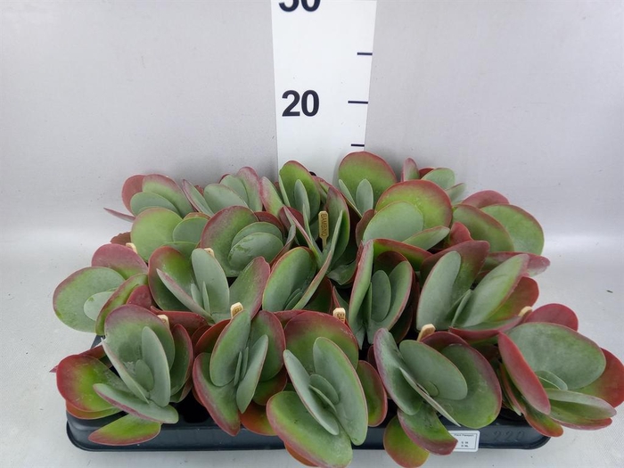 <h4>Kalanchoe NF thyrsiflora</h4>