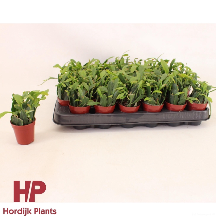<h4>Rhipsalis crispata 5,5cm</h4>