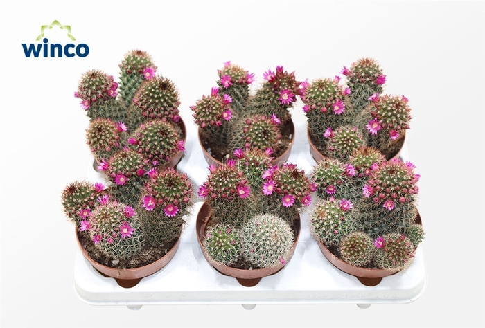 <h4>Mammillaria Spinosissima (group) (flowering)</h4>