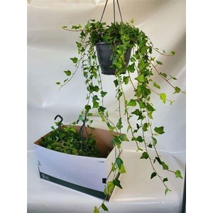 Hed He Wilco 90cm Rank