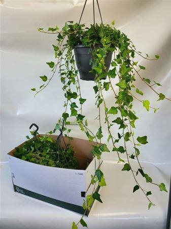 <h4>Hed He Wilco 90cm Rank</h4>