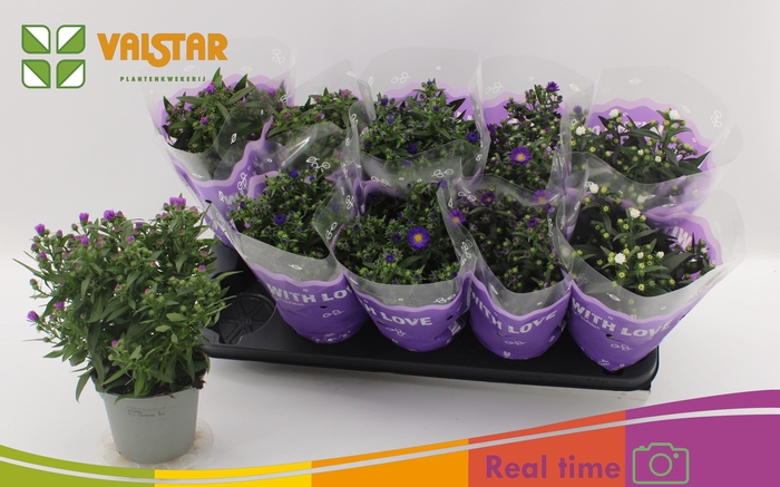 <h4>ASTE STARL GEM</h4>