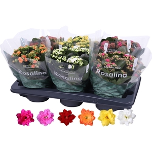Kalanchoe gevuld Rosalina gemengd divers