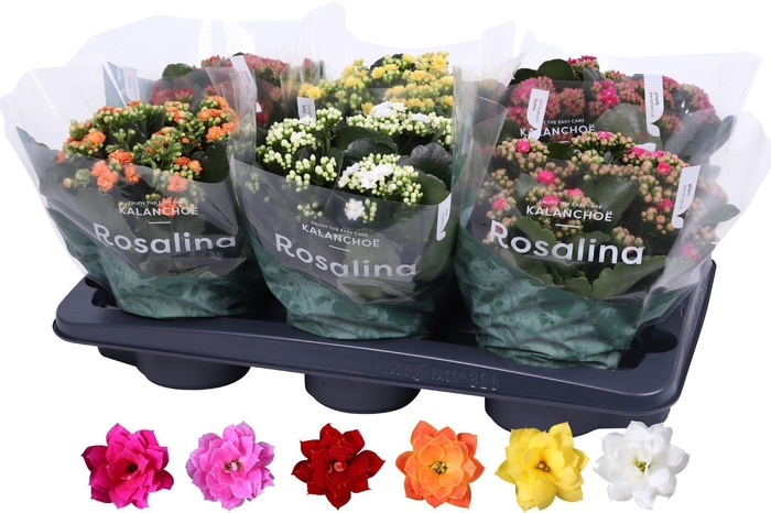 <h4>Kalanchoe gevuld Rosalina gemengd divers</h4>