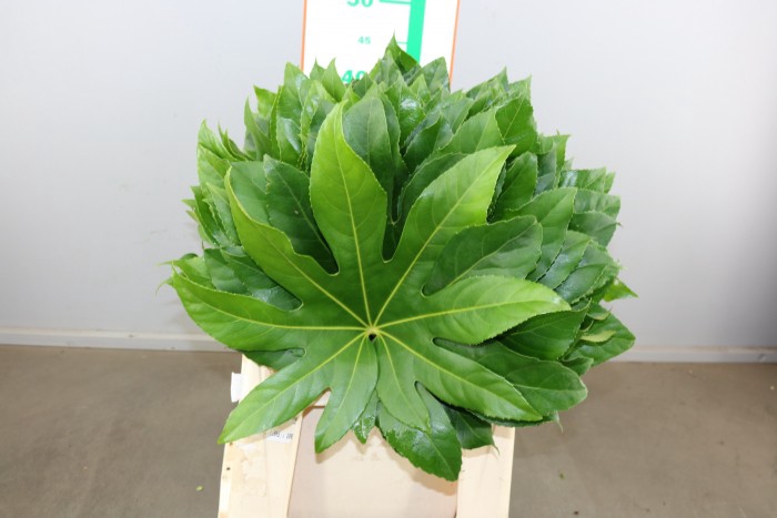 <h4>Aralia Core</h4>