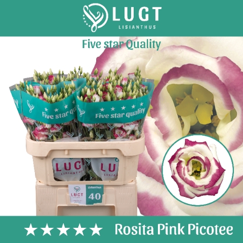 <h4>Lisianthus Rosita Pink Picotee</h4>