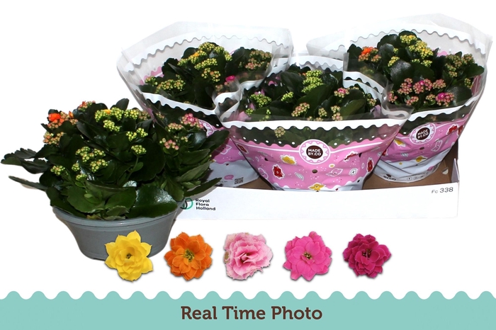 <h4>KAL GE GEM I POT</h4>