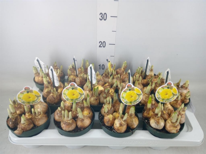 <h4>Narcissus   ...</h4>