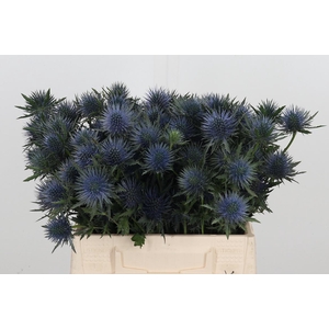 Eryng Magnetar Qstar