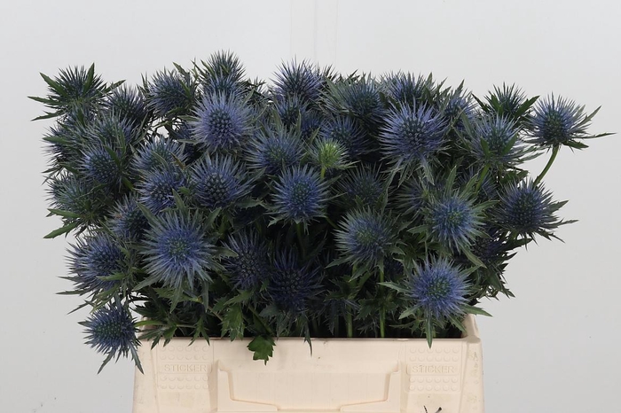 <h4>Eryng Magnetar Qstar</h4>