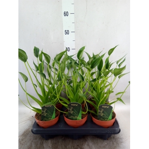 Alocasia  'Tiny Dancers'