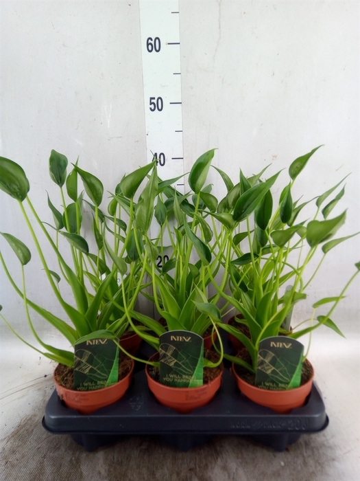 <h4>Alocasia  'Tiny Dancers'</h4>