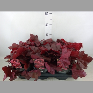 Heuchera   ...