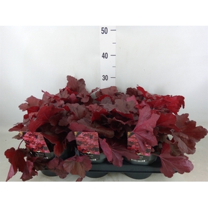 Heuchera   ...
