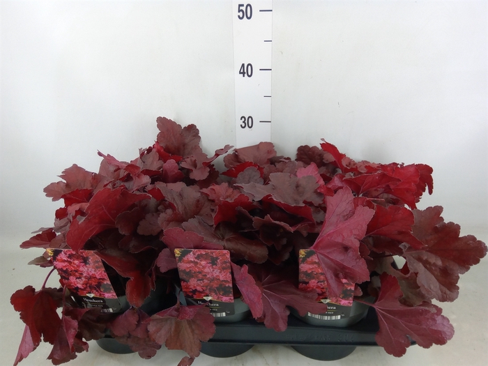 <h4>Heuchera   ...</h4>