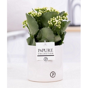 Kalanchoe white in P&PURE Essential ceramics white