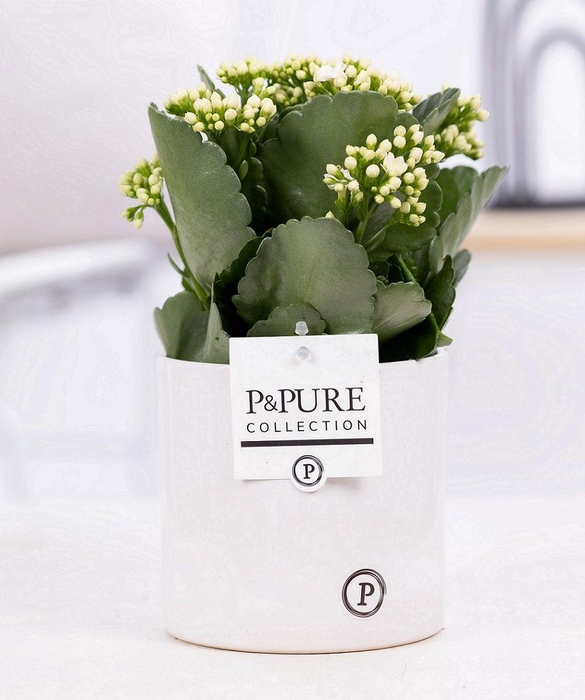 <h4>Kalanchoe white in P&PURE Essential ceramics white</h4>