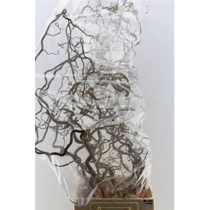 Corylus Av Contorta 180cm X5