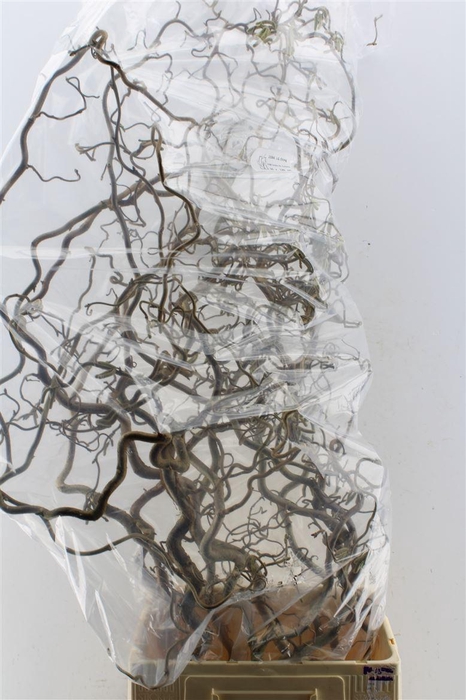 <h4>Corylus Av Contorta 160cm X5</h4>