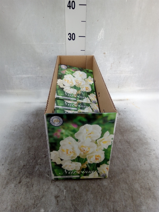 <h4>Narcissus   ...flowerbulbs</h4>