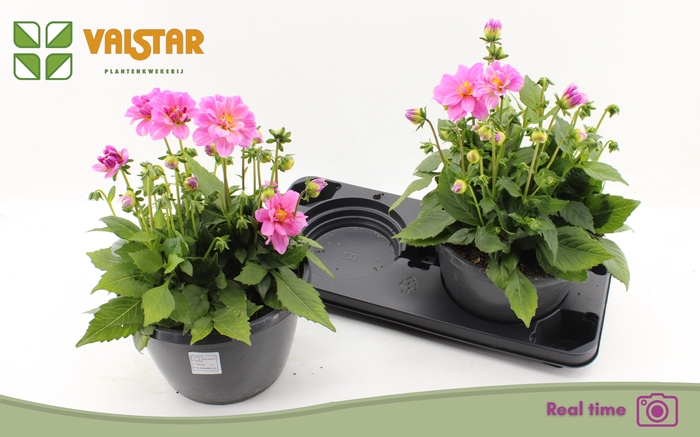 <h4>DAHL L ME DEEP PINK</h4>