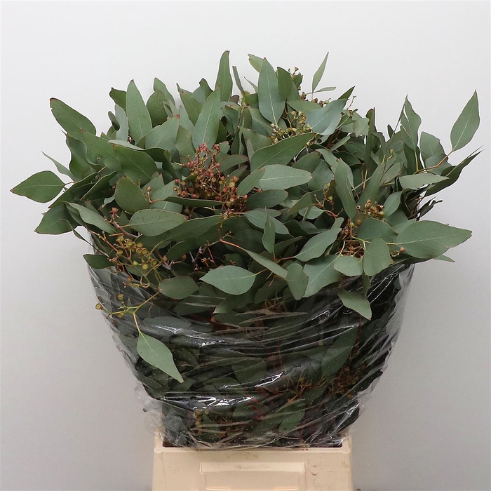 <h4>Euca Populus Berries Kegeltje</h4>