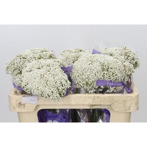 Ozothamnus  'Cooks Snow White'