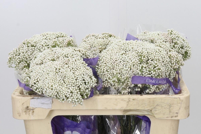 <h4>Ozothamnus  'Cooks Snow White'</h4>