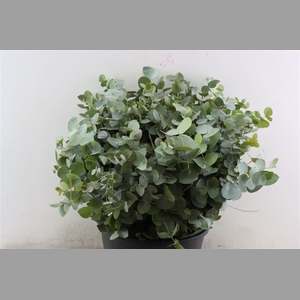 Euca Cinerea Short 150gr P Bunch