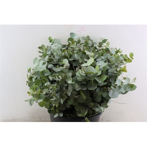 Euca Cinerea Short 150gr P Bunch