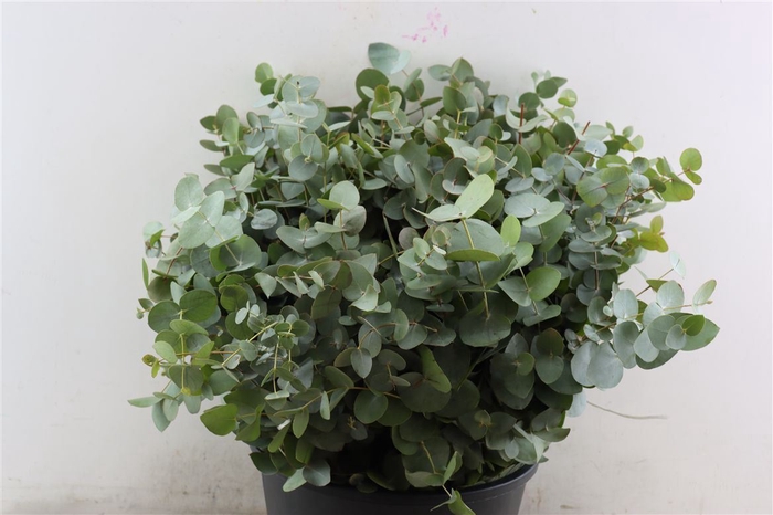 <h4>Euca Cinerea Short 150gr P Bunch</h4>