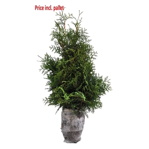 Thuja occ. Brabant, plantmaat 80-100 cm - Rondgestoken - KLUIT