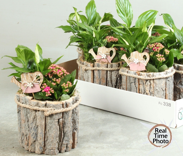 <h4>ARR KAMERPL</h4>