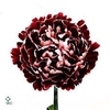 Dianthus st minerva