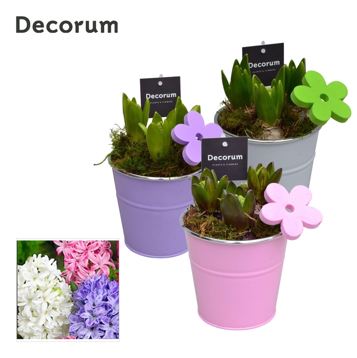 <h4>ARR HYACINTH</h4>