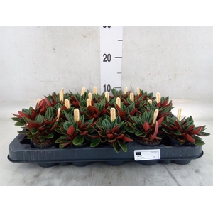 Peperomia caperata 'Rosso'